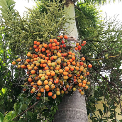 Foxtail Palm Plant Seeds