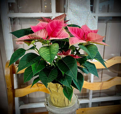 Poinsettia Shrub Flower Seeds