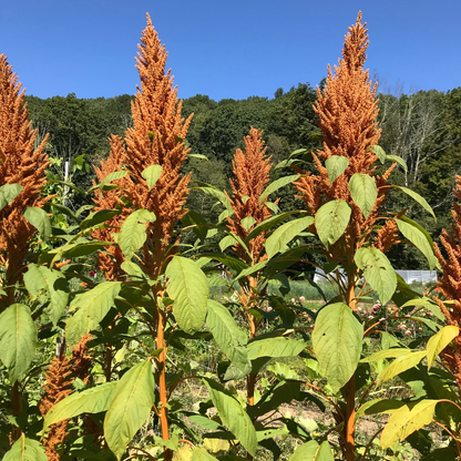 Amaranthus Golden Giant Seeds - Tall, Vibrant Gold Flowering Plant for Ornamental Gardens
