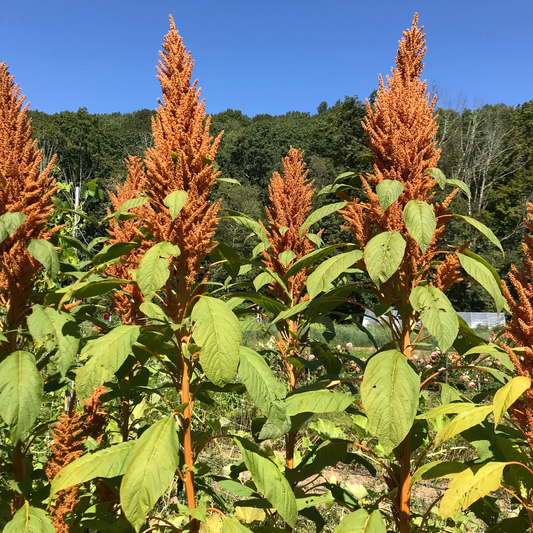 Amaranthus Golden Giant Seeds - Tall, Vibrant Gold Flowering Plant for Ornamental Gardens