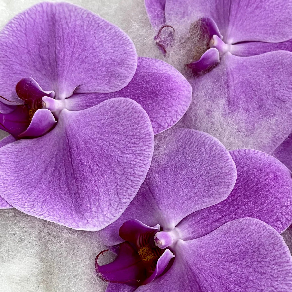 Lavender Phalaenopsis Orchid Flower seeds for Planting - Easy to Grow, Heirloom & GMO Free Seeds for Home Garden