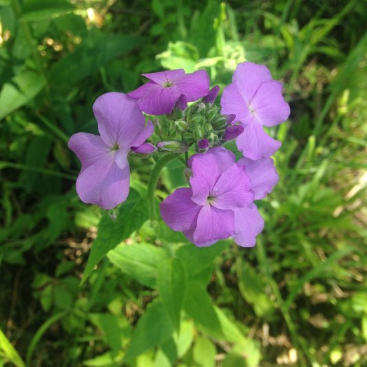 Dame's Rocket Flower Seeds