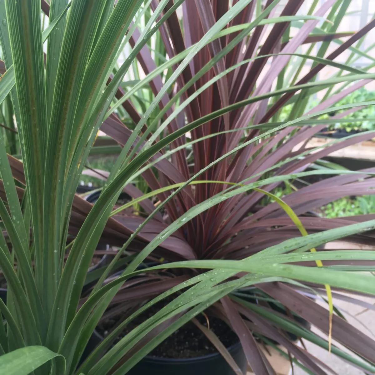Dracaena Spikes Tree Seeds