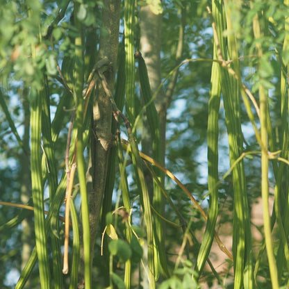 Semi di verdura Drumstick