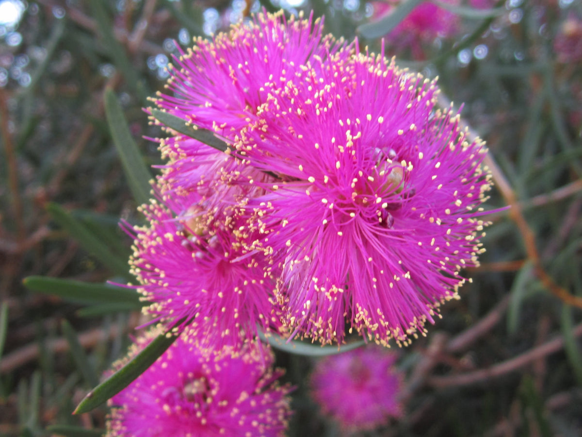 Pink Melaleuca Flower seeds for Planting - Fragrant Blossoms, Heirloom & GMO Free Seeds for Home Garden