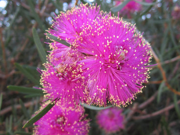 Pink Melaleuca Flower seeds for Planting - Fragrant Blossoms, Heirloom & GMO Free Seeds for Home Garden