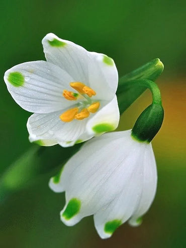 スノードロップ球根 植え付け用花の種 - 香り高い花、伝統種・遺伝子組み換えなしの種 家庭菜園用