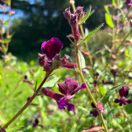 Cuphea 'Purple Passion' Flower Seeds