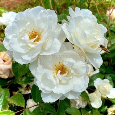 Climbing Iceberg Rose - Pure White Climbing Rose Bush for Elegant Garden Displays