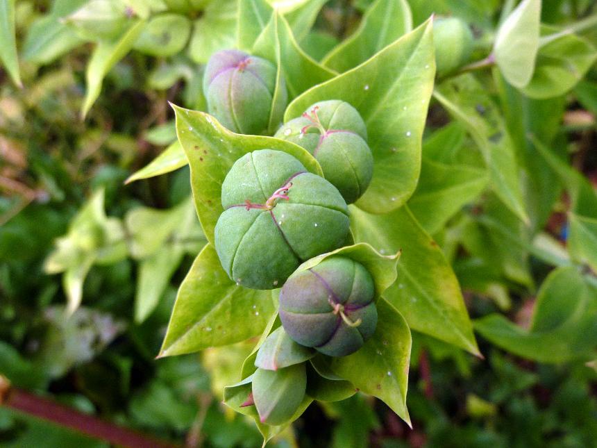 Semi di Erba di Euphorbia Lathyris