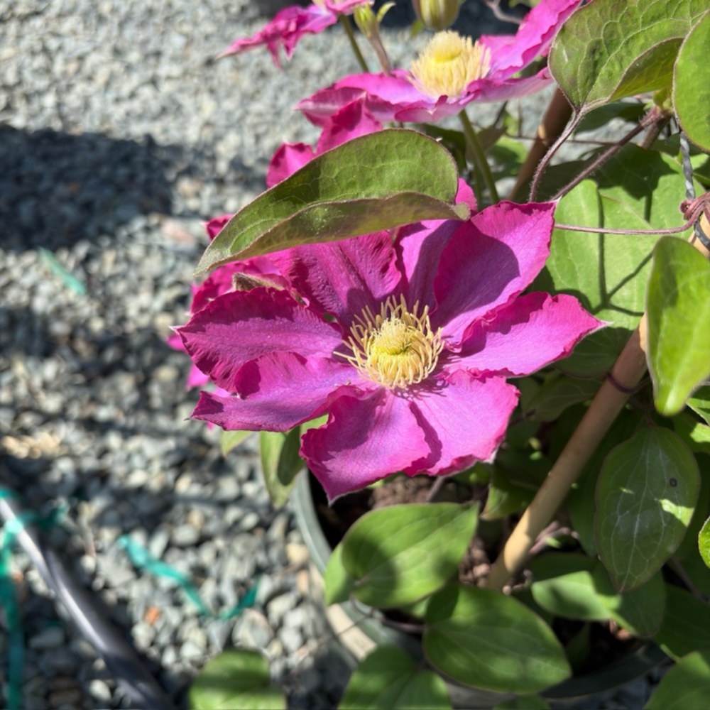 Pink Champagne Clematis Flower Seeds
