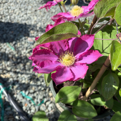 Pink Champagne Clematis Flower Seeds