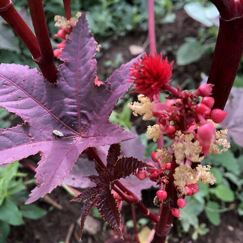 Castor Flower seeds for Planting - Low Maintenance, Heirloom & GMO Free Seeds for Home Garden