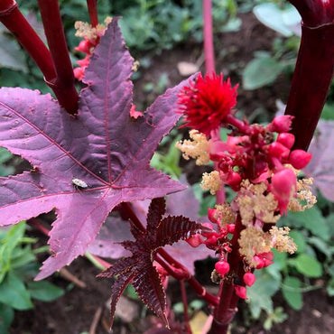 Castor Flower seeds for Planting - Low Maintenance, Heirloom & GMO Free Seeds for Home Garden