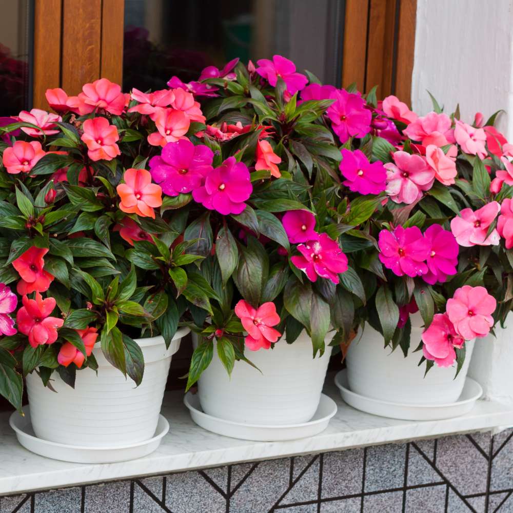 Impatiens Flower seeds for Planting - Vibrant Colors, Heirloom & GMO Free Seeds for Home Garden
