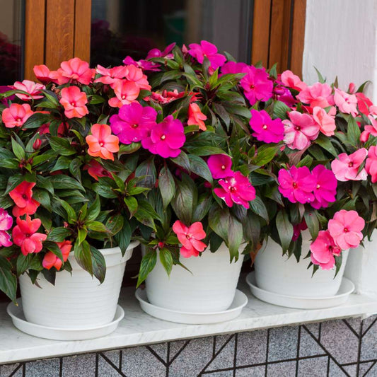 Impatiens Flower seeds for Planting - Vibrant Colors, Heirloom & GMO Free Seeds for Home Garden