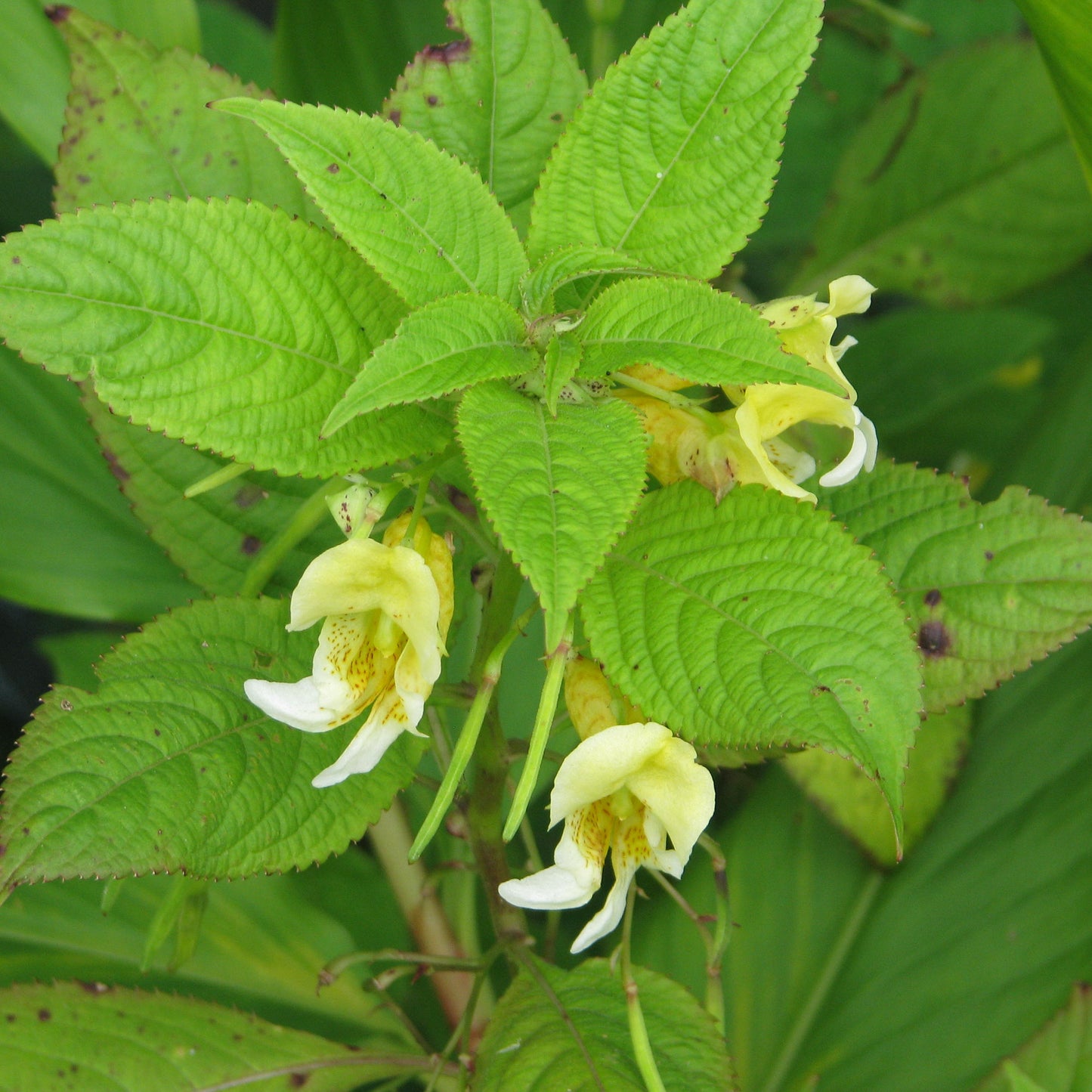 Impatiens Scabrida Flower Seeds