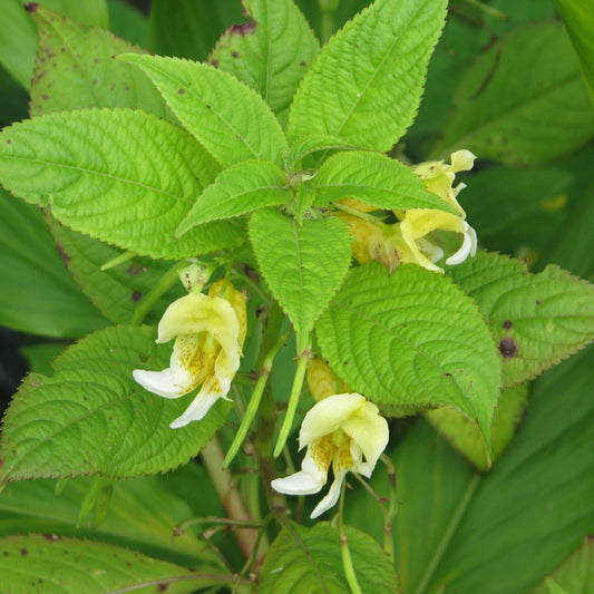 Impatiens Scabrida Flower Seeds