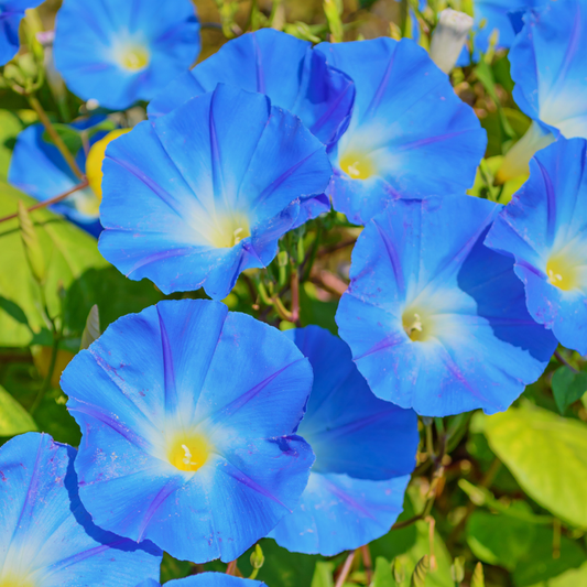Heavenly Blue Ipomoea Flower Seeds