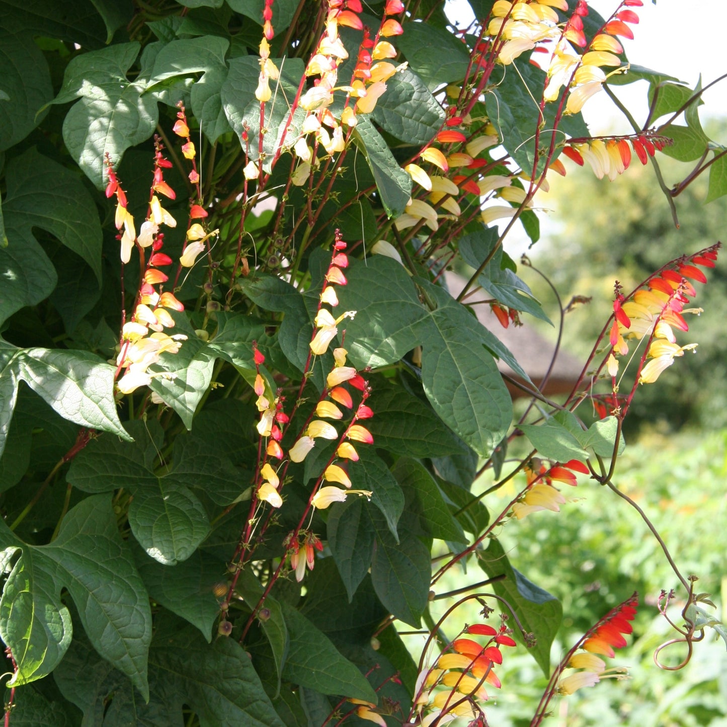 Ipomoea Lobata Flower Seeds