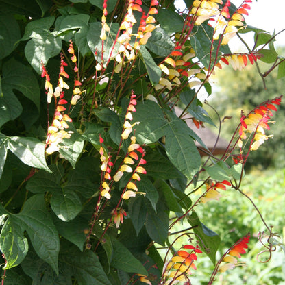 Ipomoea Lobata Flower Seeds