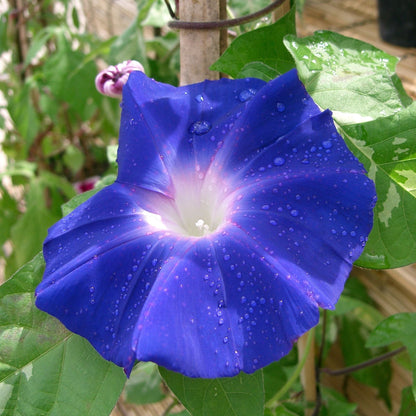 Japanese Morning Glory Flower Seeds