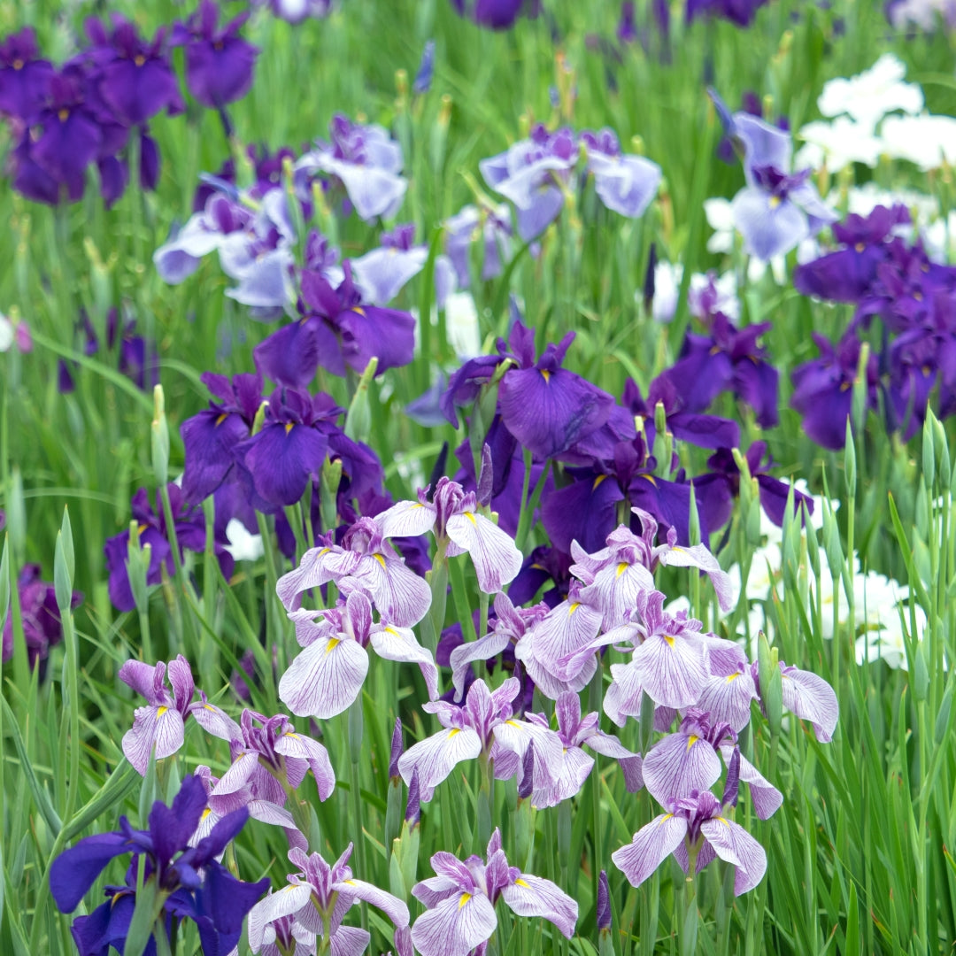 Japanese Iris Flower Seeds