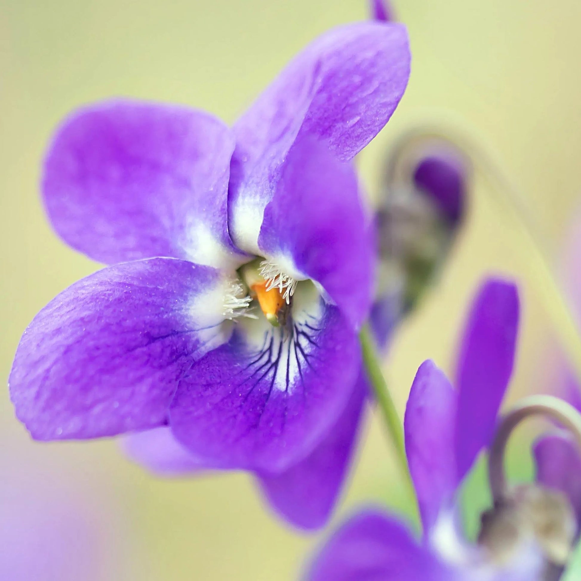 violet flower seeds Sweet Violet Flower Seeds (Viola Odorata) for Planting – Heirloom, Non – Pure Asia Seeds