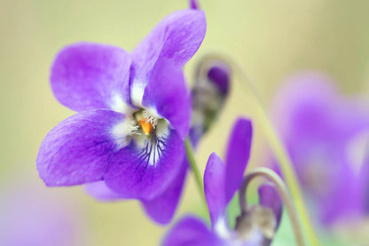 Sweet Violet  Flower Seeds (Viola Odorata)