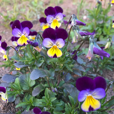 Johnny Jump Up Flower Seeds