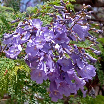Jacaranda Cuspidifolia Lavender Trumpet Flowers Seeds