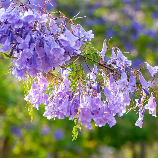 Jacaranda Mimosifolia Flower Seeds