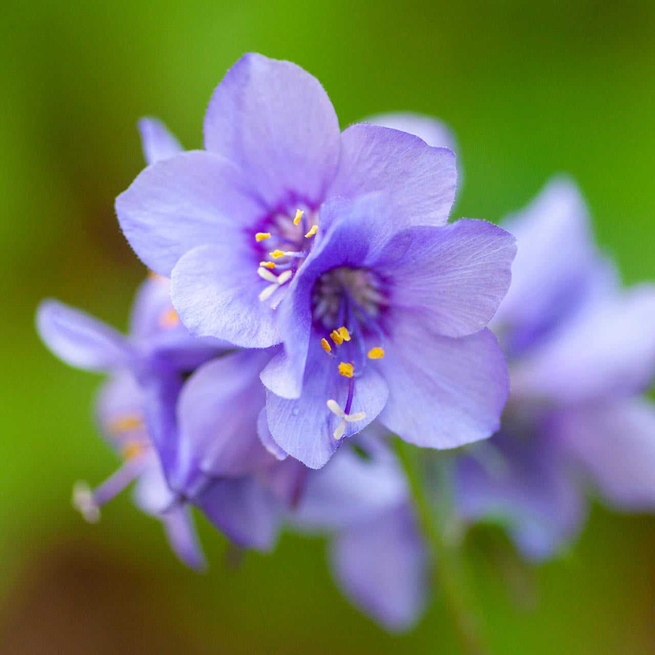 Jacob's Ladder 'Purple Rain' Flower  Seeds