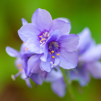 Jacob's Ladder 'Purple Rain' Flower  Seeds
