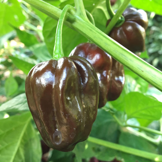 Scotch Bonnet Brown Pepper Vegetable Seeds