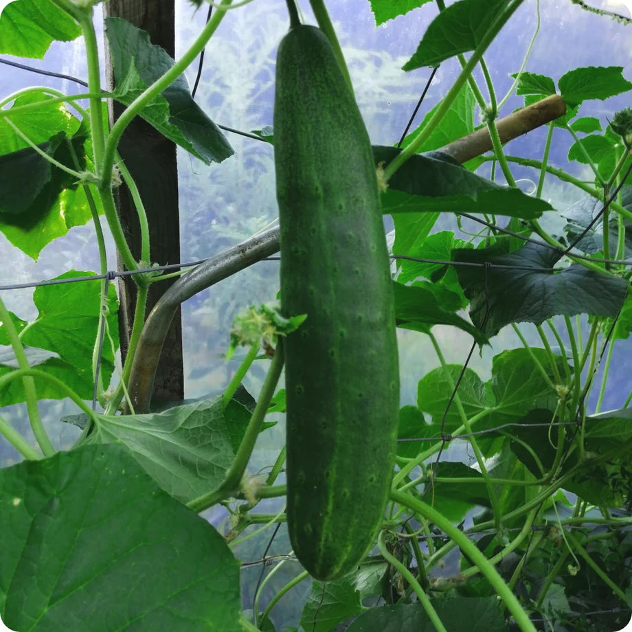 Cucumber "Natsu Fushinari" Vegetable Seeds