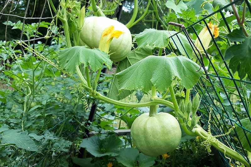 Jarrahdale Pumpkin (Cucurbita maxima) Vegetable Seeds for Planting – Heirloom, Non-GMO, Annual