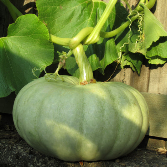 Jarrahdale Pumpkin (Cucurbita maxima) Vegetable Seeds for Planting – Heirloom, Non-GMO, Annual