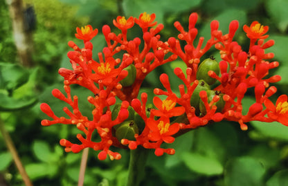 Jatropha Podagrica Strauchsamen