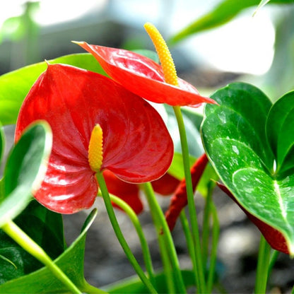 anthurium andraeanum red king Anthurium Herb Seeds for Planting – Heirloom, Non-GMO, Easy to Grow, P – Pure Asia Seeds