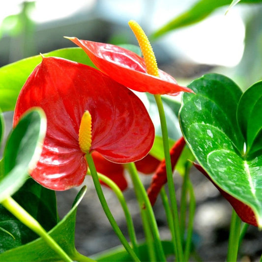 Semi di erba di anthurium