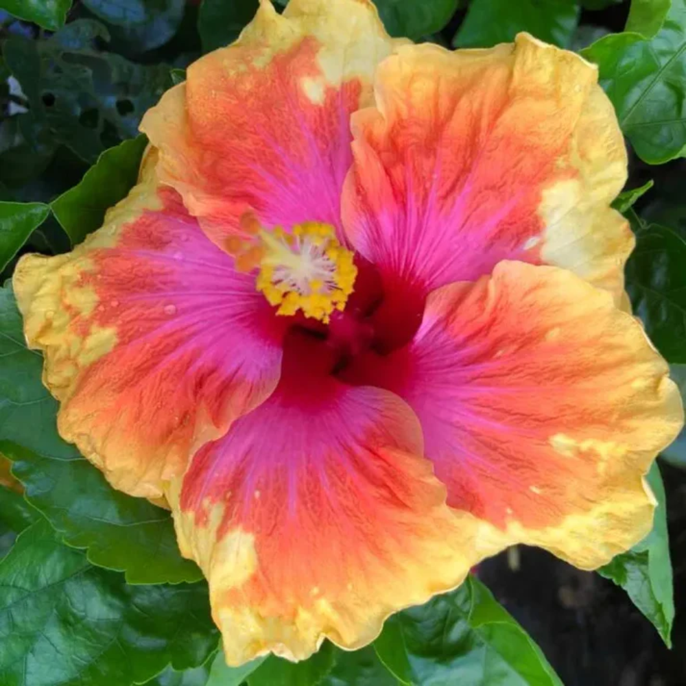 Pink Orange Hibiscus Flower Seeds