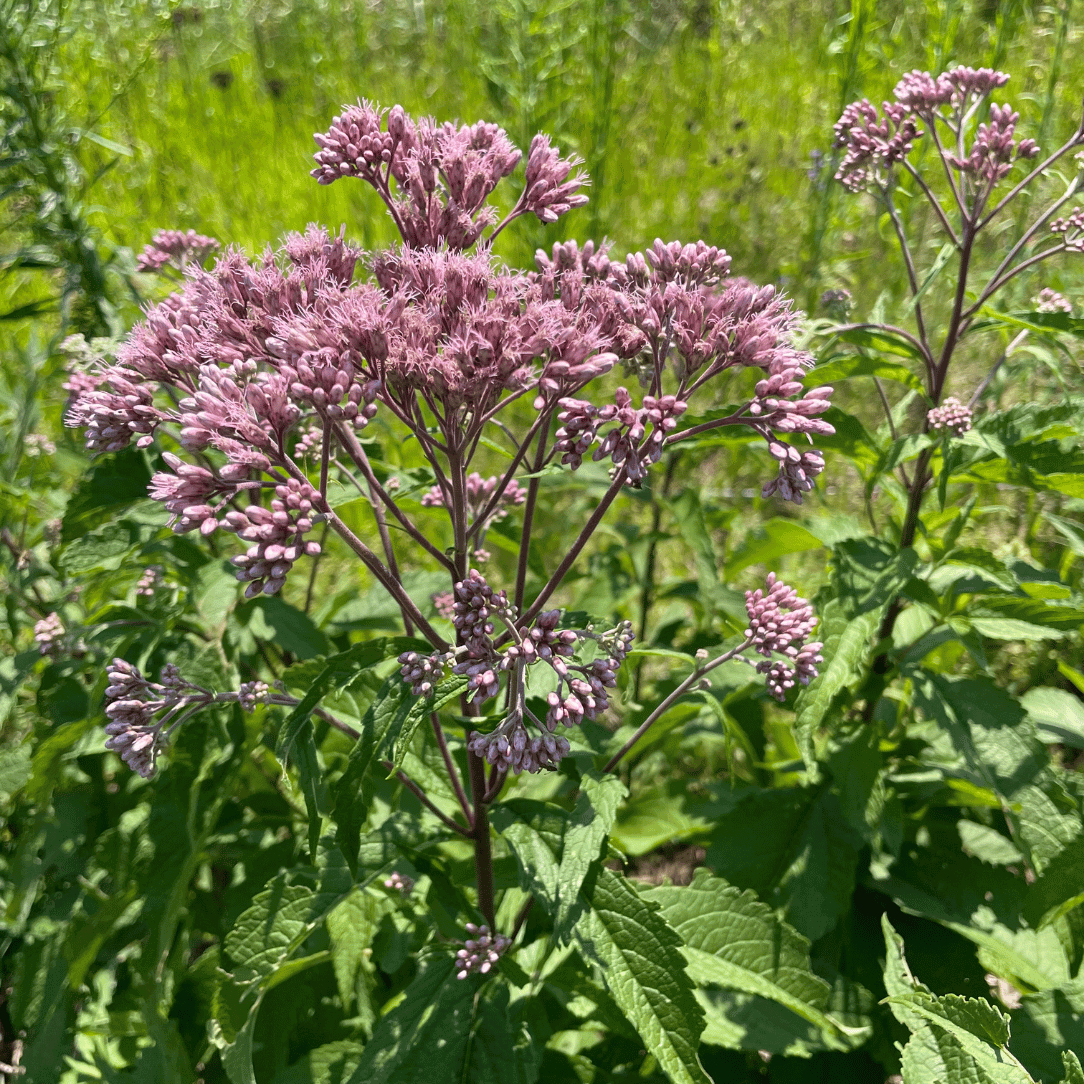 Spotted Joe-Pye Weed Flower Seeds