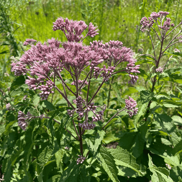 Spotted Joe-Pye Weed Flower Seeds