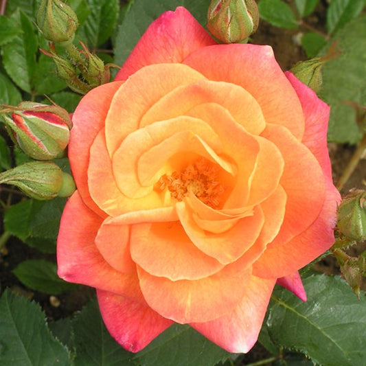 Joseph's Coat Climbing Rose - Vibrant Multicolor Climbing Rose Bush for Your Garden