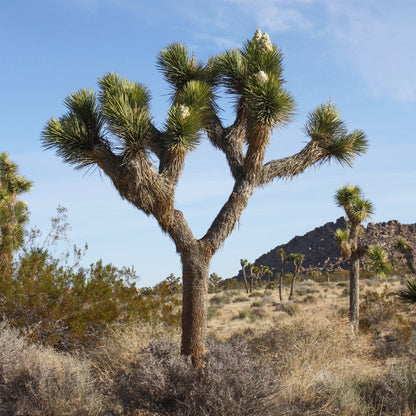 Yucca Brevifolia Tree Seeds
