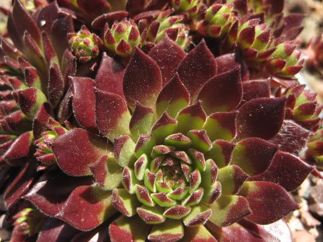 Maroon Jovibarba Seeds for Planting - Vibrant Perennial Ground Cover