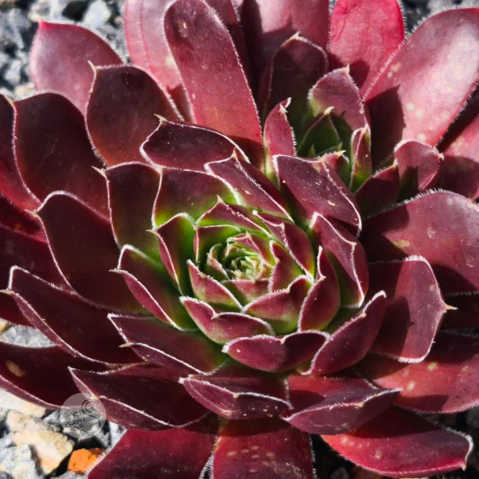 Maroon Jovibarba Seeds For Planting Vibrant Perennial Ground Cover heirloom non-gmo organic garden seeds