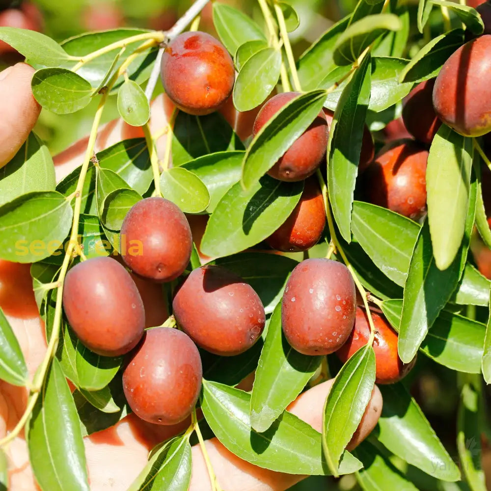 Shanlix Jujube Fruit Seeds for Planting Seeds for Healthy and Sweet Fruit Growth