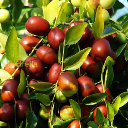 Shanlix Jujube Fruit Seeds For Planting Seeds For Healthy And Sweet Fruit Growth heirloom non-gmo organic garden seeds